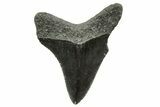 Serrated, Juvenile Megalodon Tooth - South Carolina #375956-1
